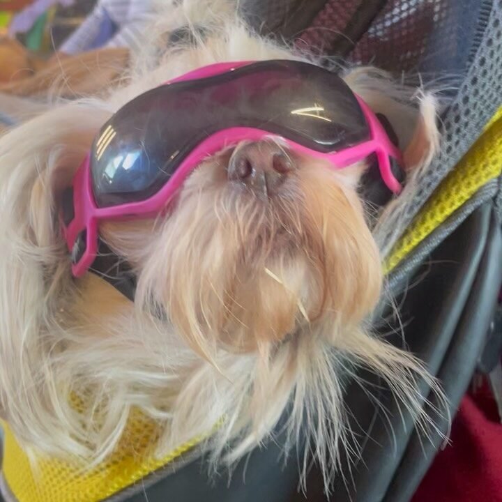 Instagram post from lapulgapicosa. This post is in position 6.